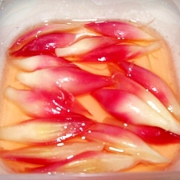 桜色した、みょうがの甘酢漬け